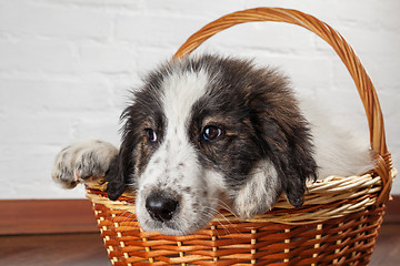 Image showing Charming little puppy sitting in the basket