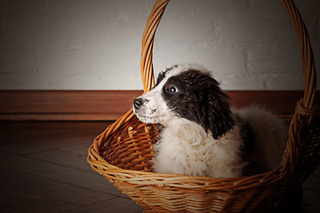 Image showing Charming little puppy sitting in the basket