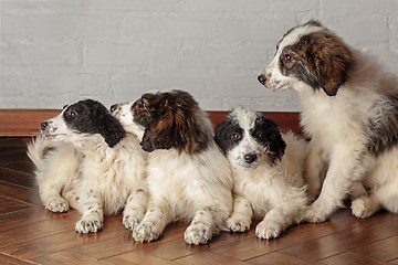 Image showing Group of sibling puppies