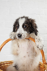 Image showing Charming little puppy sitting in the basket