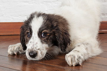 Image showing Charming little puppy