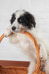 Image showing Charming little puppy sitting in the basket