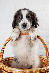 Image showing Charming little puppy sitting in the basket