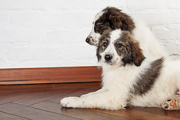 Image showing Two sibling puppies