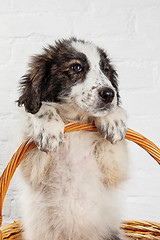 Image showing Charming little puppy sitting in the basket