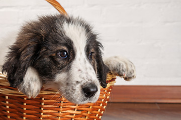 Image showing Charming little puppy sitting in the basket