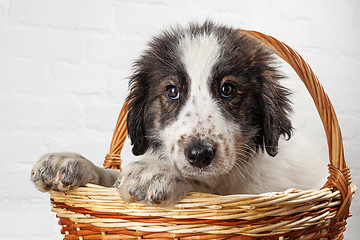 Image showing Charming little puppy sitting in the basket