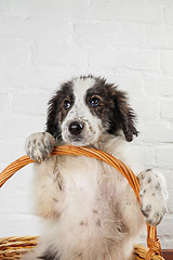 Image showing Charming little puppy sitting in the basket