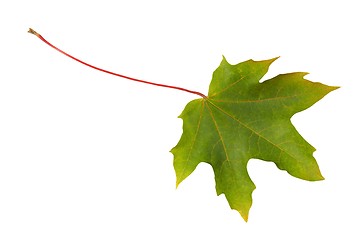 Image showing Green leaf on white