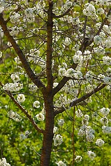 Image showing Spring Tree Flowering