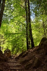 Image showing Forest walking route