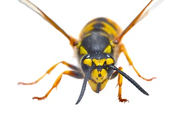 Image showing Wasp on white background