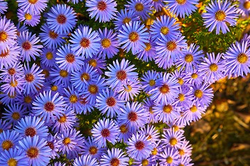 Image showing Small Prurple Flowers