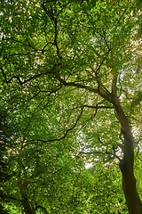 Image showing Spring Green Leaves