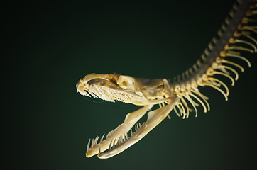 Image showing Snake Skeleton