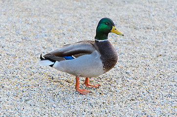 Image showing Wild Duck