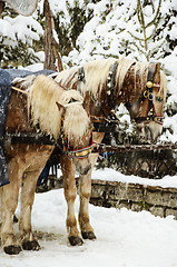 Image showing Christmas Horses