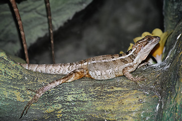 Image showing Agama 