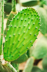 Image showing Cactus