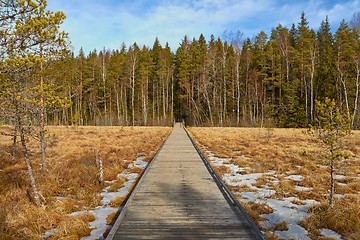 Image showing Swamps in Finland