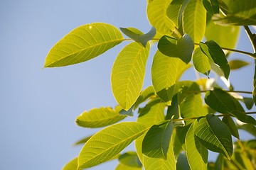 Image showing Leaves of a walnut tree