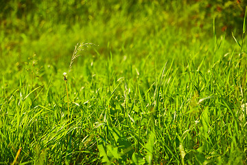 Image showing Green Grass Field