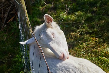 Image showing Little Goat Portrait