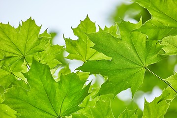 Image showing Green Leaves Background