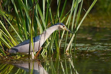 Image showing Bird fishing in the lake