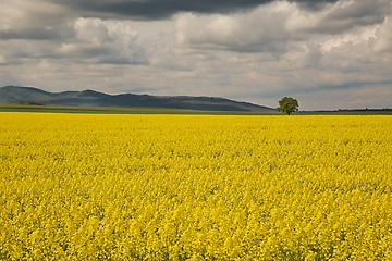 Image showing Rapeseed field landscape