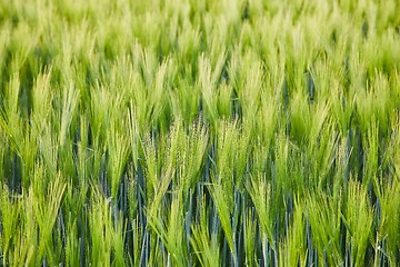 Image showing Wheat field closeup