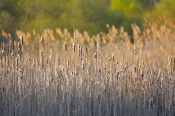 Image showing Bulrush on the lakeside