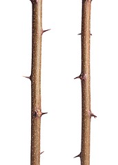 Image showing Thorns of a plant