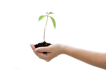 Image showing Plant in hand