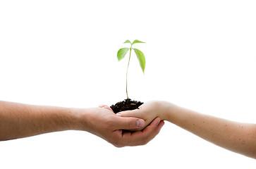 Image showing Plant in hands