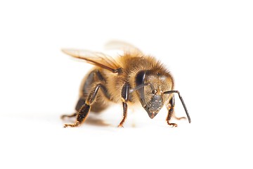 Image showing Bee on white background