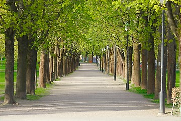 Image showing PArk with line of trees