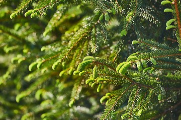 Image showing Pine Tree Closeup