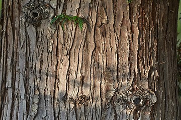 Image showing Tree Trunk Closeup