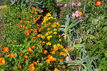 Image showing Garden with flowers