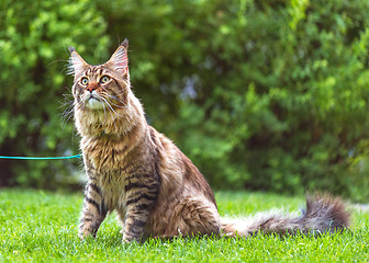 Image showing Maine Coon cat in park