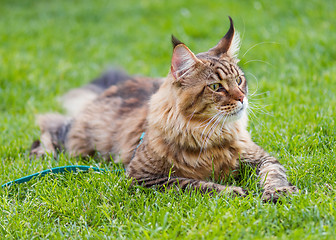 Image showing Maine Coon cat in park