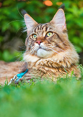 Image showing Maine Coon cat in park