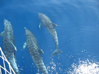 Image showing wild dolphins in the sea outside Parga; Greece