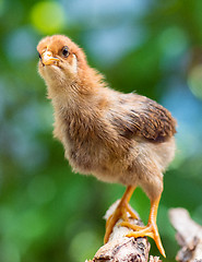 Image showing Cute little newborn chicken