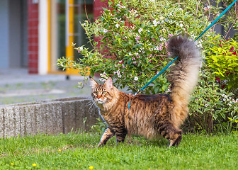 Image showing Maine Coon cat in park