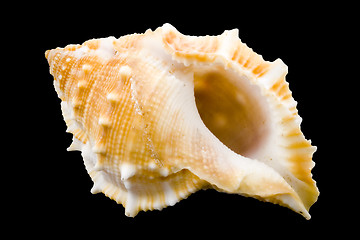 Image showing Conch