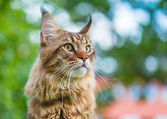 Image showing Maine Coon cat in park