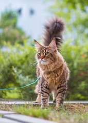 Image showing Maine Coon cat in park