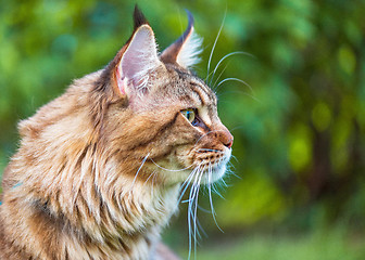 Image showing Maine Coon cat in park